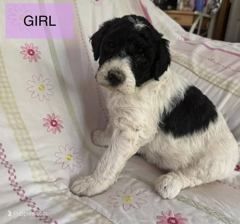 Haven – Double Doodle puppy for sale in Lexington, NC