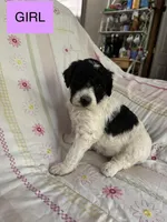 Haven, a female Double Doodle for sale in Lexington, NC – Photo 2 of 3