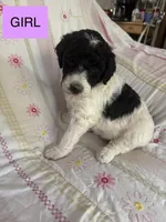 Haven, a female Double Doodle for sale in Lexington, NC – Photo 3 of 3