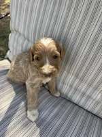 Travis, a male Double Doodle for sale in Lexington, NC – Photo 8 of 9