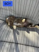 Travis, a male Double Doodle for sale in Lexington, NC – Photo 2 of 9