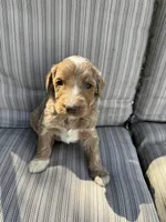 Travis, a male Double Doodle for sale in Lexington, NC – Photo 5 of 9