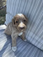 Travis, a male Double Doodle for sale in Lexington, NC – Photo 6 of 9