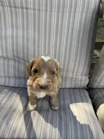 Travis, a male Double Doodle for sale in Lexington, NC – Photo 4 of 9