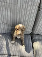 Travis, a male Double Doodle for sale in Lexington, NC – Photo 9 of 9