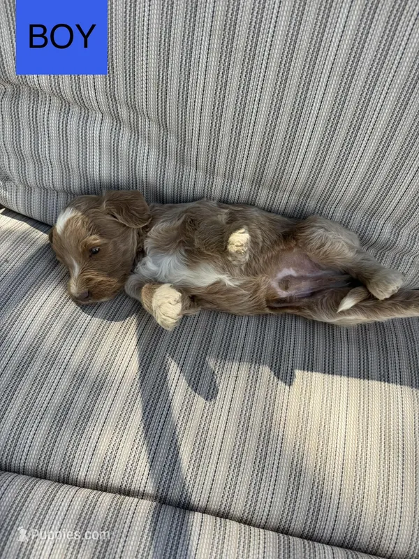 Travis – Double Doodle puppy for sale in Lexington, NC