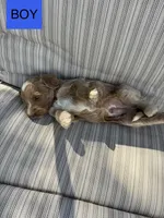 Travis, a male Double Doodle for sale in Lexington, NC – Photo 1 of 9