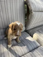 Travis, a male Double Doodle for sale in Lexington, NC – Photo 7 of 9