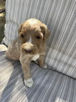 Travis, a male Double Doodle for sale in Lexington, NC – Photo 3 of 9