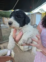 Haven, a female Double Doodle for sale in Lexington, NC – 9 of 9