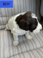 Jeffery, a male Double Doodle for sale in Lexington, NC – Photo 4 of 7