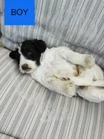 Jeffery, a male Double Doodle for sale in Lexington, NC – Photo 6 of 7