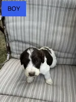 Jeffery, a male Double Doodle for sale in Lexington, NC – Photo 5 of 7