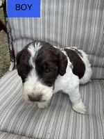 Jeffery, a male Double Doodle for sale in Lexington, NC – Photo 7 of 7