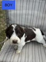 Jeffery, a male Double Doodle for sale in Lexington, NC – Photo 2 of 7