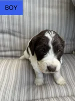 Jeffery, a male Double Doodle for sale in Lexington, NC – Photo 3 of 7