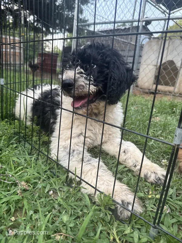 Haven – Double Doodle puppy for sale in Lexington, NC