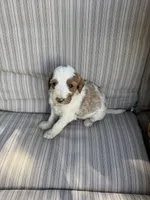 Walker, a male Double Doodle for sale in Lexington, NC – Photo 8 of 9