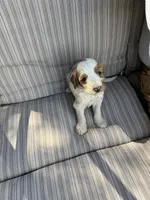 Walker, a male Double Doodle for sale in Lexington, NC – Photo 9 of 9