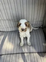Walker, a male Double Doodle for sale in Lexington, NC – Photo 4 of 9