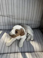 Walker, a male Double Doodle for sale in Lexington, NC – Photo 3 of 9