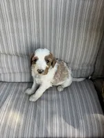 Walker, a male Double Doodle for sale in Lexington, NC – Photo 7 of 9