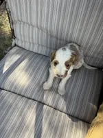 Walker, a male Double Doodle for sale in Lexington, NC – Photo 6 of 9