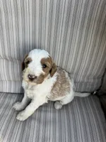 Walker, a male Double Doodle for sale in Lexington, NC – Photo 5 of 9