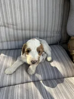 Walker, a male Double Doodle for sale in Lexington, NC – Photo 1 of 9