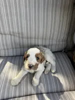 Walker, a male Double Doodle for sale in Lexington, NC – Photo 2 of 9