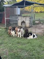 Jeffery, a male Double Doodle for sale in Lexington, NC – 5 of 6