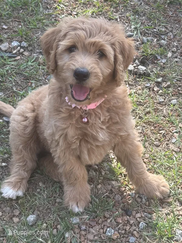 Capria – Double Doodle puppy for sale in Lexington, NC