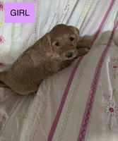 Alea, a female Double Doodle for sale in Lexington, NC – Photo 4 of 4