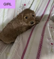 Alea, a female Double Doodle for sale in Lexington, NC – Photo 3 of 4