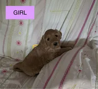 Alea, a female Double Doodle for sale in Lexington, NC – Photo 2 of 4