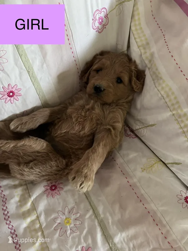 Alea – Double Doodle puppy for sale in Lexington, NC