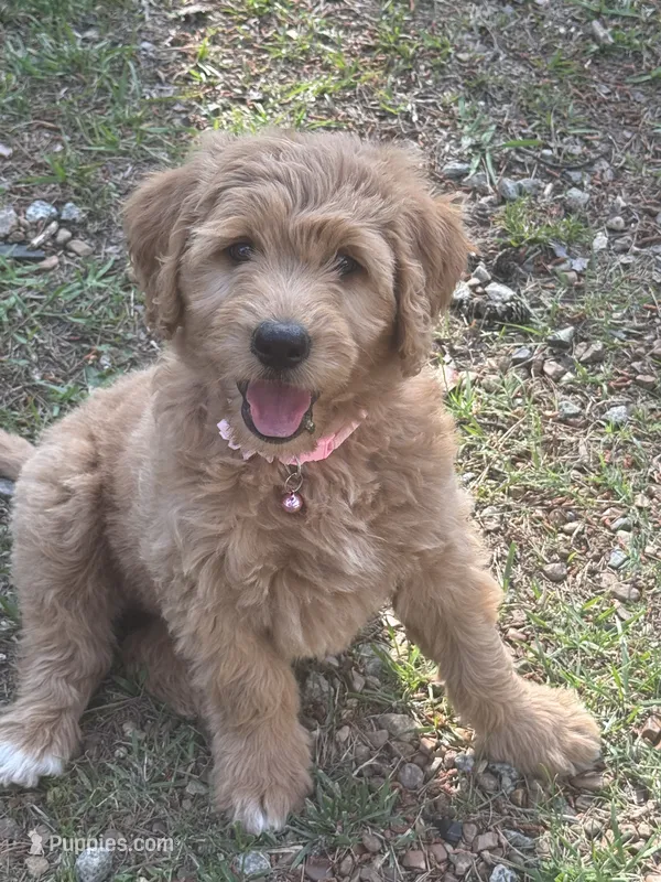 Capria – Double Doodle puppy for sale in Lexington, NC