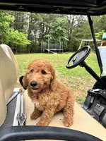 Alea, a female Double Doodle for sale in Lexington, NC – 2 of 10