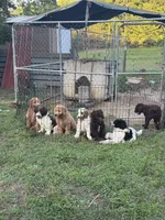 Alea, a female Double Doodle for sale in Lexington, NC – 4 of 10