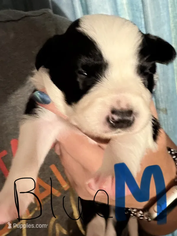 Blue – Border Collie puppy for sale in Glen Allen, VA