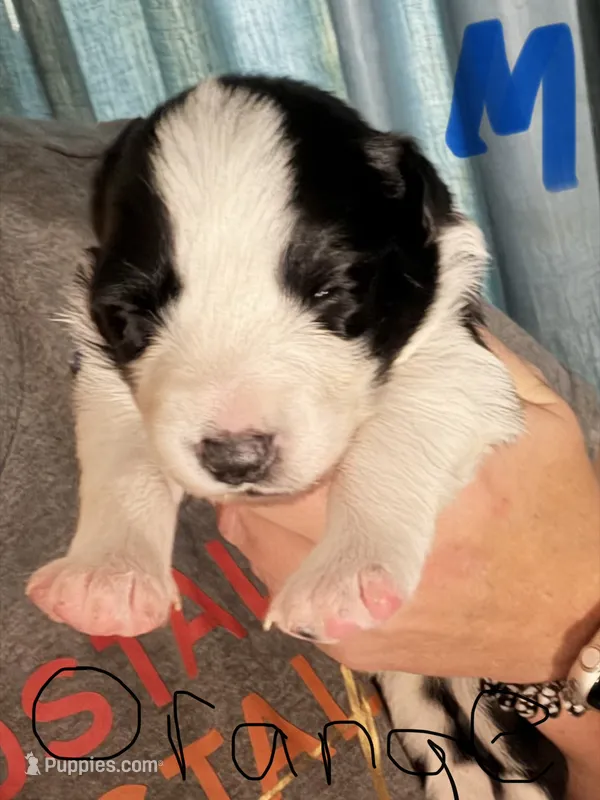 Orange  – Border Collie puppy for sale in Glen Allen, VA