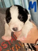 Orange , a male Border Collie for sale in Glen Allen, VA – 1 of 3