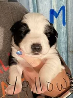 Yellow, a male Border Collie for sale in Glen Allen, VA – 1 of 3