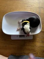 Yellow, a male Border Collie for sale in Glen Allen, VA – 2 of 3