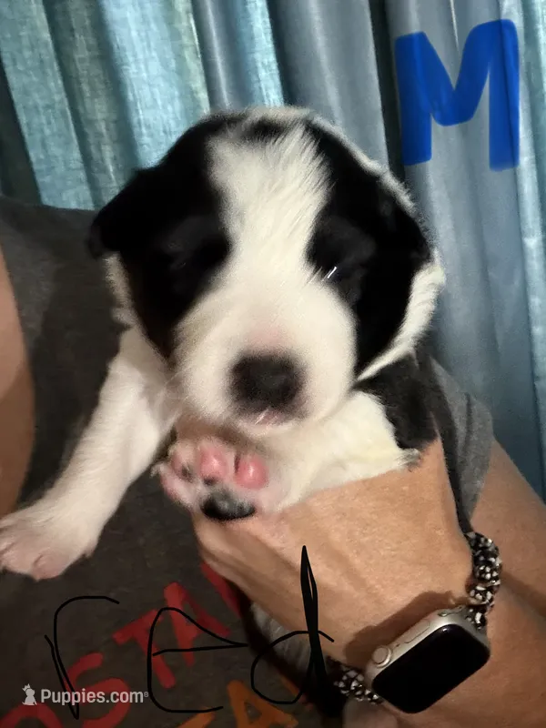Red – Border Collie puppy for sale in Glen Allen, VA