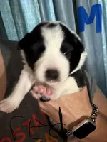 Red, a male Border Collie for sale in Glen Allen, VA – 1 of 3