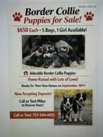 Blue, a male Border Collie for sale in Glen Allen, VA – 3 of 3