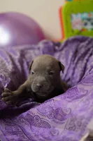Halo, a female American Staffordshire Terrier for sale in Victoria, MN – 2 of 2