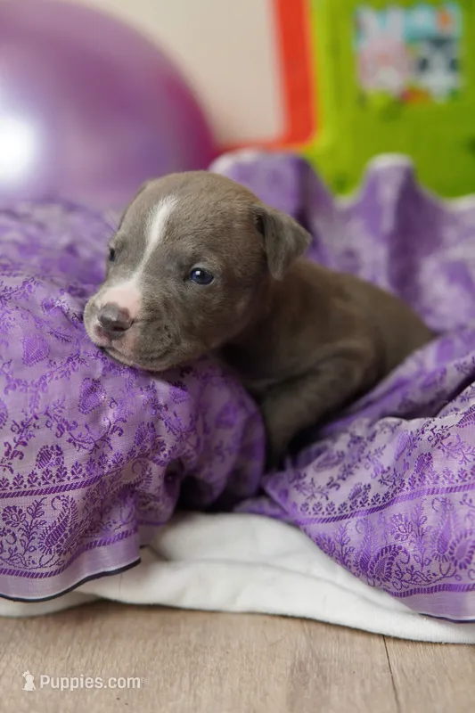 Halo – American Staffordshire Terrier puppy for sale in Victoria, MN