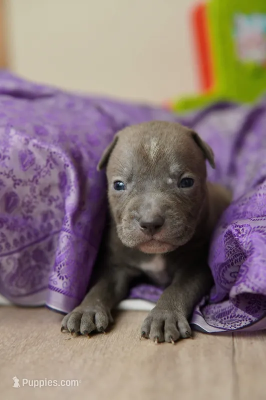 Halo – American Staffordshire Terrier puppy for sale in Victoria, MN